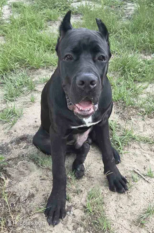 Black Male - Orange collar – Cane Corso puppy for sale in Merritt Island, FL