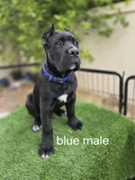 Black Male - Blue collar, a male Cane Corso for sale in Las Vegas, NV – Photo 1 of 4