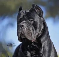 Black Male - Blue collar, a male Cane Corso for sale in Las Vegas, NV – Photo 3 of 4
