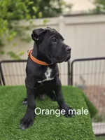 Black Male - Orange collar, a male Cane Corso for sale in Las Vegas, NV – Photo 2 of 5