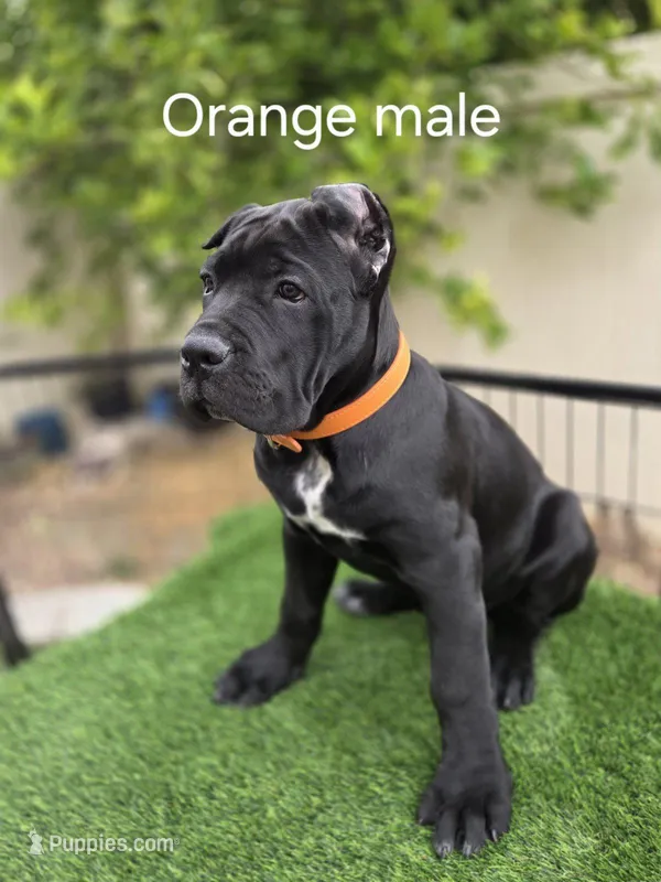 Black Male - Orange collar – Cane Corso puppy for sale in Las Vegas, NV