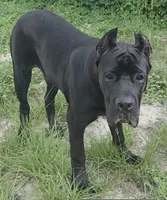 Black Male - Orange collar, a male Cane Corso for sale in Merritt Island, FL – 3 of 6