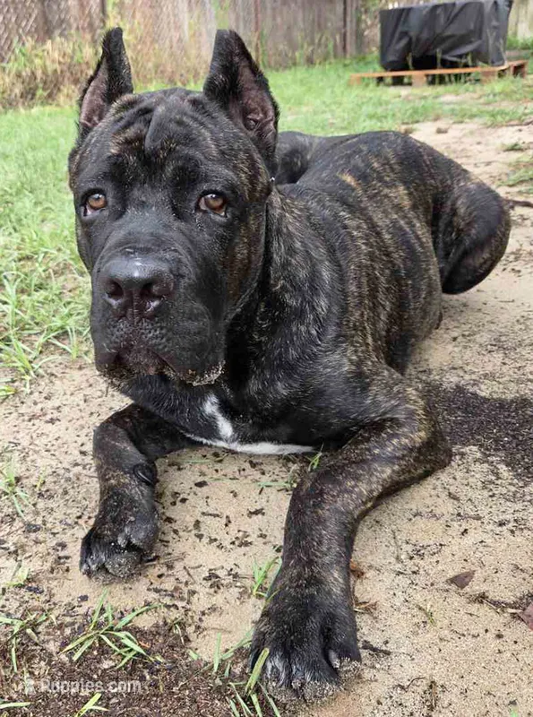 Brindle Male - Purple collar – Cane Corso puppy for sale in Merritt Island, FL