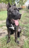 Brindle Male - Purple collar, a male Cane Corso for sale in Merritt Island, FL – 3 of 7