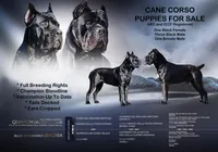 Black Female - Red collar, a female Cane Corso for sale in Las Vegas, NV – Photo 2 of 4