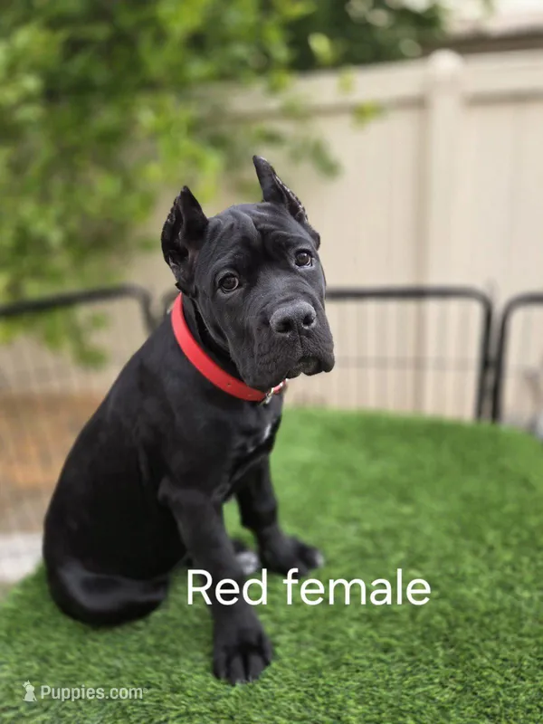 Black Female - Red collar – Cane Corso puppy for sale in Las Vegas, NV