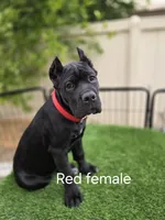 Black Female - Red collar, a female Cane Corso for sale in Las Vegas, NV – Photo 1 of 4