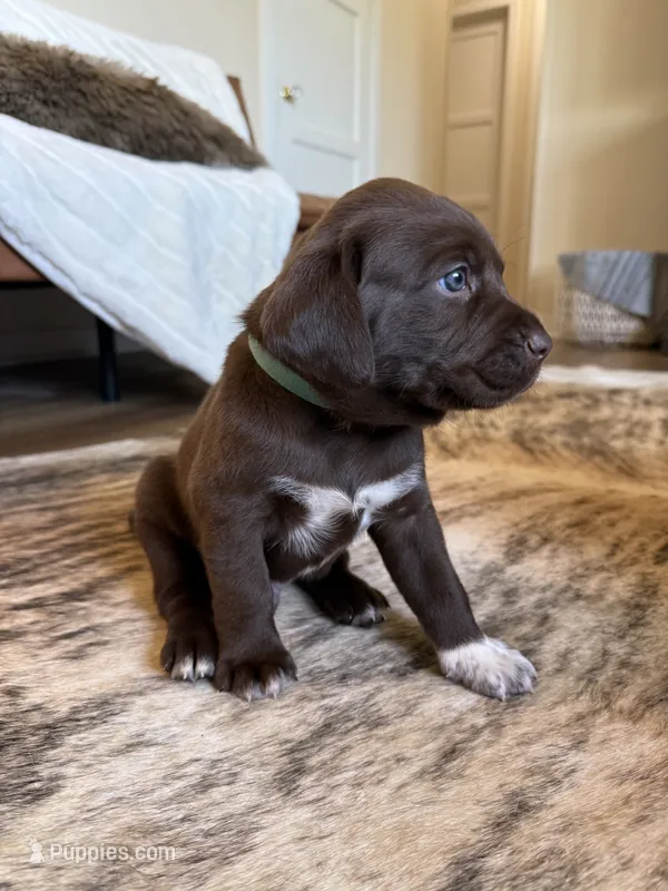 Boone – German Shorthaired Pointer, Labrador Retriever puppy for sale in Richland, WA