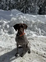 Benelli, a female German Shorthaired Pointer and Labrador Retriever for sale in Richland, WA – 5 of 5