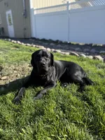 Benelli, a female German Shorthaired Pointer and Labrador Retriever for sale in Richland, WA – 4 of 5