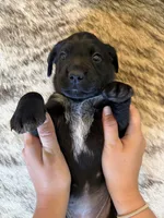 Benelli, a female German Shorthaired Pointer and Labrador Retriever for sale in Richland, WA – 3 of 5