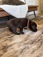 Sig, a male German Shorthaired Pointer and Labrador Retriever for sale in Richland, WA – 4 of 7