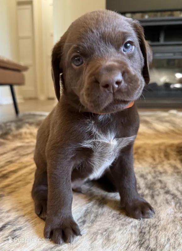 Sig – German Shorthaired Pointer, Labrador Retriever puppy for sale in Richland, WA