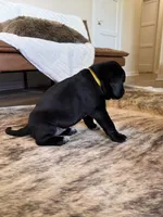 Mossy Oak, a female German Shorthaired Pointer and Labrador Retriever for sale in Richland, WA – 3 of 6