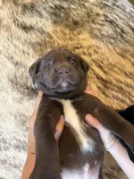 Winchester, a female German Shorthaired Pointer and Labrador Retriever for sale in Richland, WA – 3 of 5