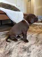 Browning, a female German Shorthaired Pointer and Labrador Retriever for sale in Richland, WA – 2 of 5