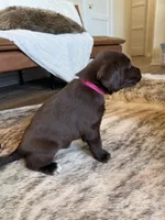 Winchester, a female German Shorthaired Pointer and Labrador Retriever for sale in Richland, WA – 2 of 5