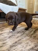 Boone, a male German Shorthaired Pointer and Labrador Retriever for sale in Richland, WA – 2 of 5