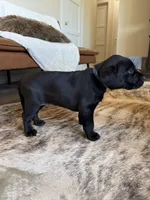 Crockett , a male German Shorthaired Pointer and Labrador Retriever for sale in Richland, WA – 2 of 5