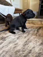 Benelli, a female German Shorthaired Pointer and Labrador Retriever for sale in Richland, WA – 2 of 5