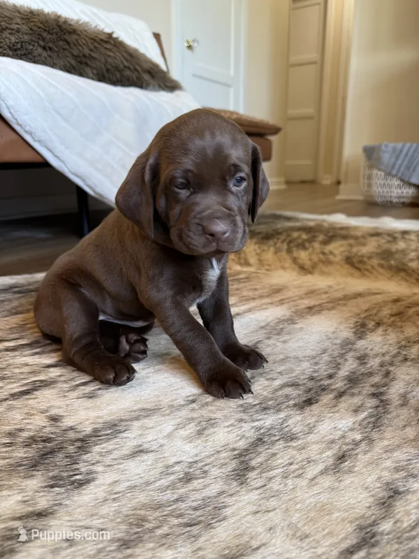 Browning – German Shorthaired Pointer, Labrador Retriever puppy for sale in Richland, WA