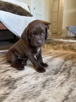 Browning, a female German Shorthaired Pointer and Labrador Retriever for sale in Richland, WA – 1 of 5