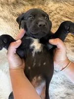 Crockett , a male German Shorthaired Pointer and Labrador Retriever for sale in Richland, WA – 3 of 5