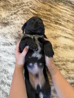 Gunner, a male German Shorthaired Pointer and Labrador Retriever for sale in Richland, WA – 3 of 3