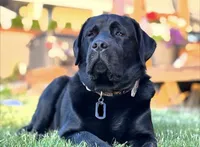 Mossy Oak, a female German Shorthaired Pointer and Labrador Retriever for sale in Richland, WA – 5 of 6