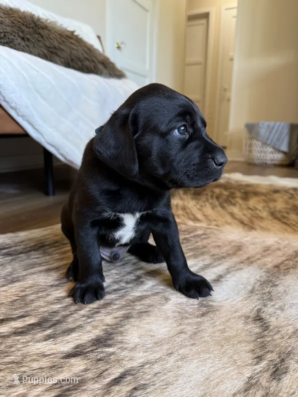 Crockett  – German Shorthaired Pointer, Labrador Retriever puppy for sale in Richland, WA