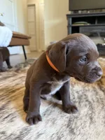 Sig, a male German Shorthaired Pointer and Labrador Retriever for sale in Richland, WA – 2 of 7
