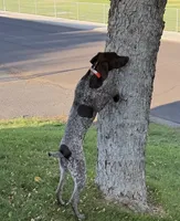 Sig, a male German Shorthaired Pointer and Labrador Retriever for sale in Richland, WA – 7 of 7