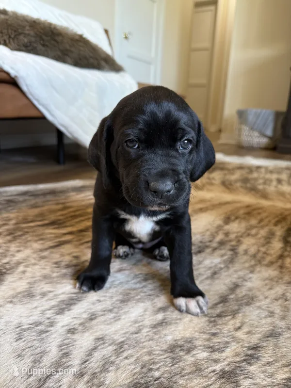 Mossy Oak – German Shorthaired Pointer, Labrador Retriever puppy for sale in Richland, WA
