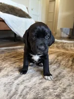 Mossy Oak, a female German Shorthaired Pointer and Labrador Retriever for sale in Richland, WA – 1 of 6