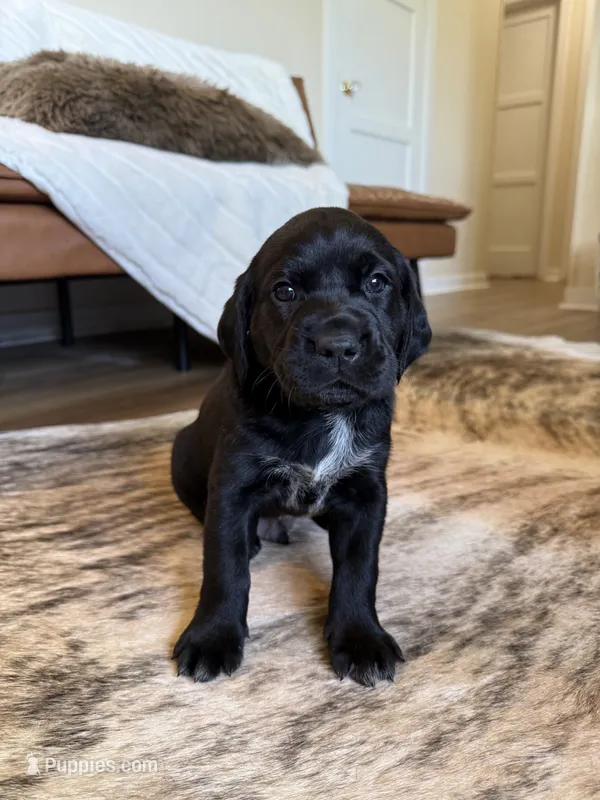 Gunner – German Shorthaired Pointer, Labrador Retriever puppy for sale in Richland, WA