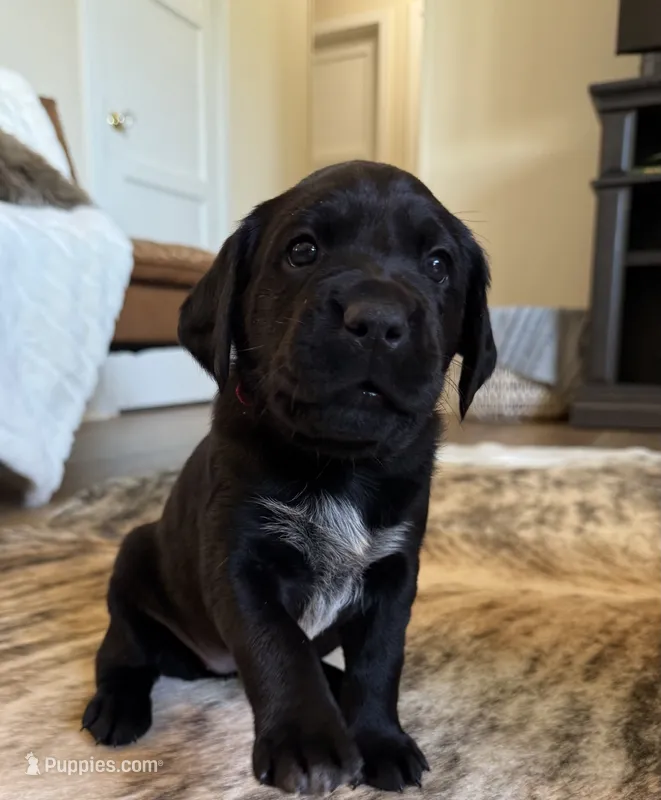Benelli – German Shorthaired Pointer, Labrador Retriever puppy for sale in Richland, WA