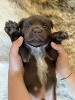 Sig, a male German Shorthaired Pointer and Labrador Retriever for sale in Richland, WA – 5 of 7