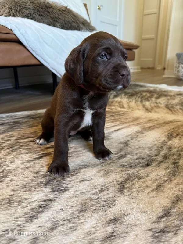 Winchester – German Shorthaired Pointer, Labrador Retriever puppy for sale in Richland, WA