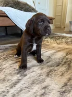 Winchester, a female German Shorthaired Pointer and Labrador Retriever for sale in Richland, WA – 1 of 5
