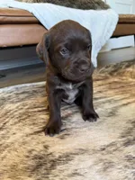 Sig, a male German Shorthaired Pointer and Labrador Retriever for sale in Richland, WA – 3 of 7