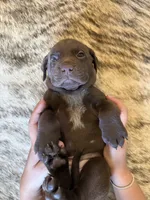 Browning, a female German Shorthaired Pointer and Labrador Retriever for sale in Richland, WA – 3 of 5