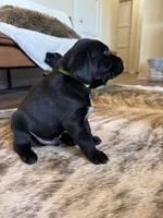 Gunner, a male German Shorthaired Pointer and Labrador Retriever for sale in Richland, WA – 2 of 3