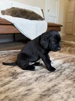 Mossy Oak, a female German Shorthaired Pointer and Labrador Retriever for sale in Richland, WA – 2 of 6