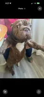 Cocoa, a female French Bulldog for sale in Bay Shore, NY – 4 of 6