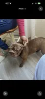 Cocoa, a female French Bulldog for sale in Bay Shore, NY – 5 of 6