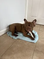 Cocoa, a female French Bulldog for sale in Bay Shore, NY – 1 of 6