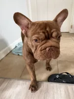 Cocoa, a female French Bulldog for sale in Bay Shore, NY – 2 of 6