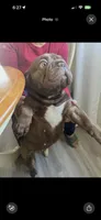Cocoa, a female French Bulldog for sale in Bay Shore, NY – 6 of 6