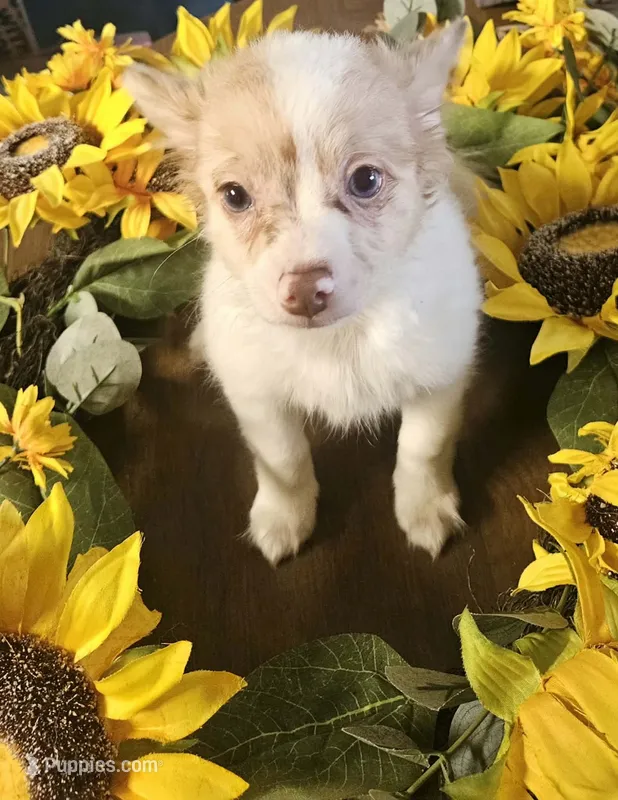 Sarah – Chihuahua puppy for sale in Adrian, MI
