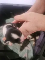 Puppy 3, a male Chihuahua for sale in Adrian, MI – 1 of 1